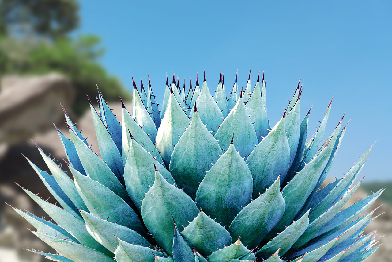 ¥É¥é¥¤¥¬¡¼¥Ç¥ó¡¦¥«¥ê¥Õ¥©¥ë¥Ë¥¢¥¬¡¼¥Ç¥ó